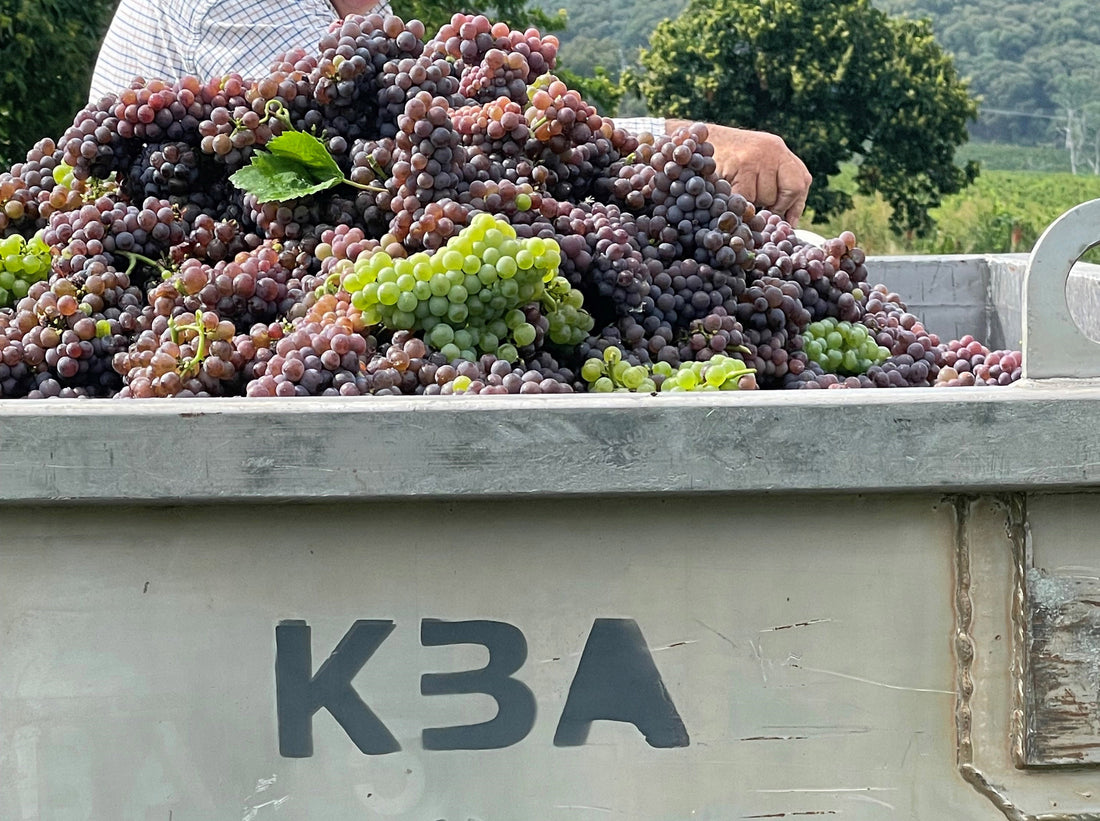 The Pinot Grigio Jigsaw - blending and parcel selection